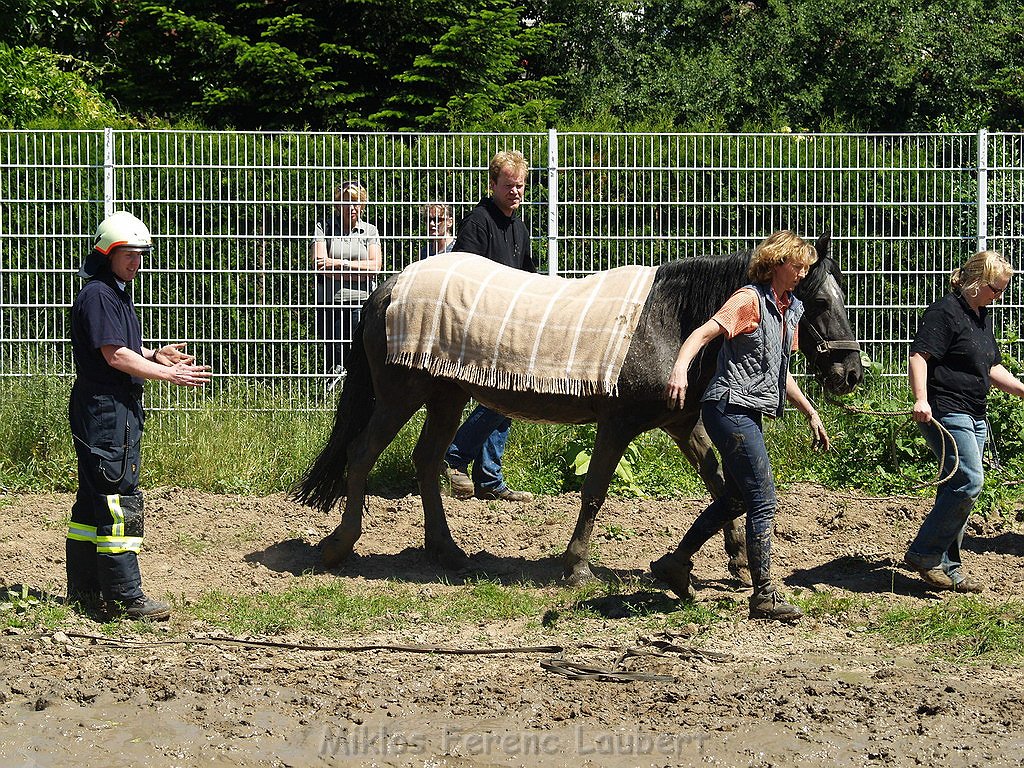 Pferd in Not Koeln Porz Gremberghoven P241.JPG